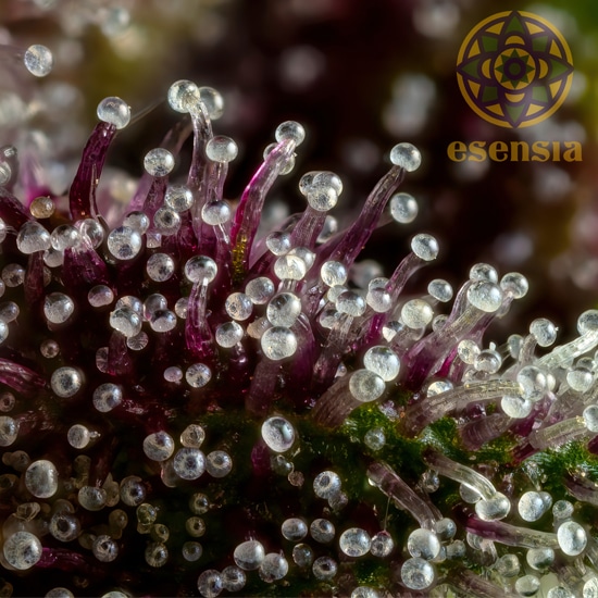 esensia trichomes