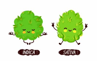 Sativa or Indica: What Makes Them Different?